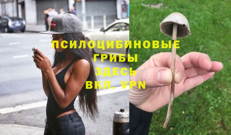 как найти   Краснозаводск  Псилоцибиновые грибы MAGIC MUSHROOMS 